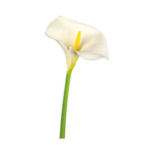 Load image into Gallery viewer, Inox gekleurde bloem SA504
